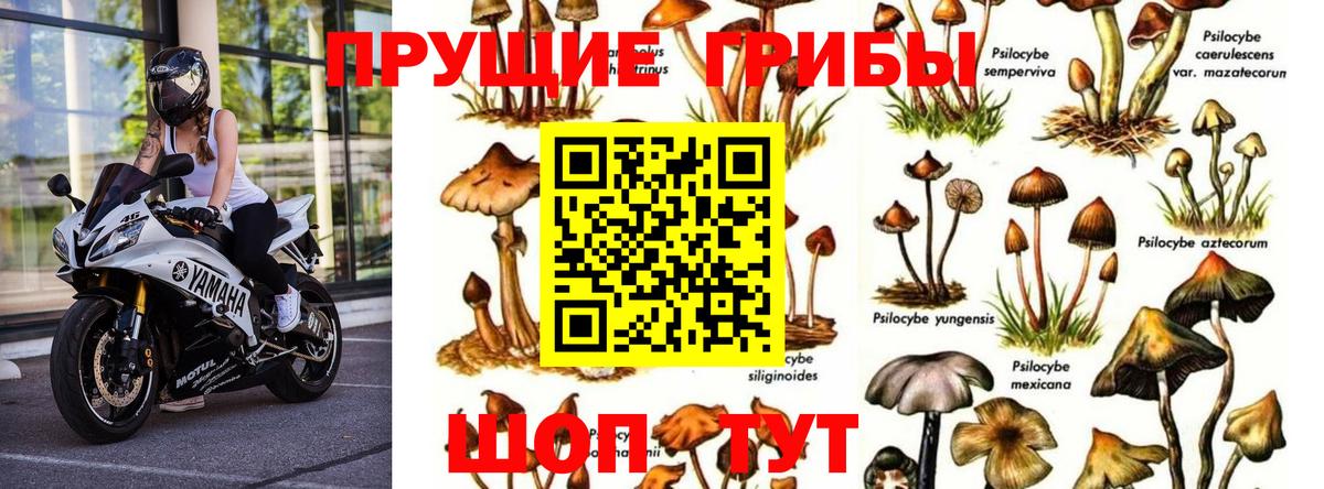 Псилоцибиновые грибы мицелий Дзержинск